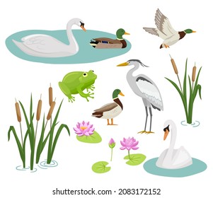 Set flat cartoon colorful ducks and green heads  Frog  crane  swan  reed   water lily  Vector illustration wetland animals isolated white background 