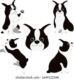 Conjunto de ilustraciones de Boston Terrier de color plano