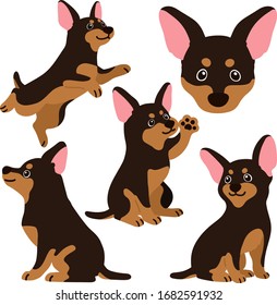 Set of flat colored Miniature Pinscher illustrations