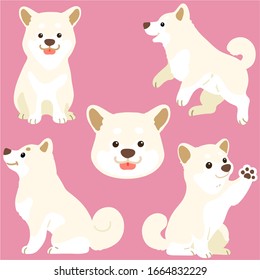 Set of flat colored white Shiba Inu illustrations