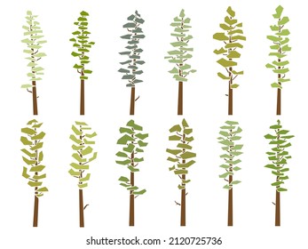 Set of flat design vector images of simple tall cedar trees with bare trunk (pine) in flat design.