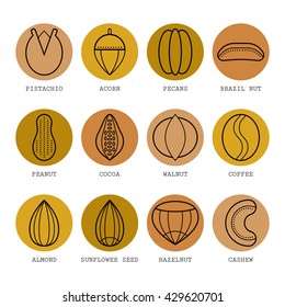 Set of flat different nuts. Vector