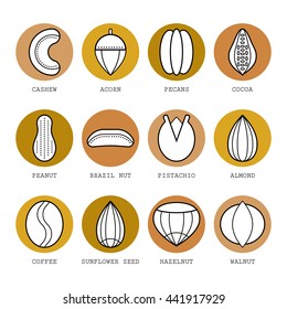 Set of flat different nuts. Vector