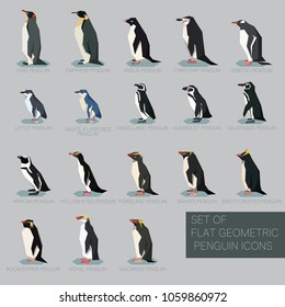 Set of flat geometric species of Penguins