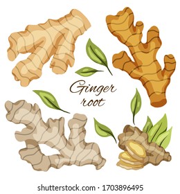 Set of flat of ginger roots with the inscription on a white background. Cartoon illustration with hatching. Healthy food. Vector object for menus, articles, recipes, labels and your design.