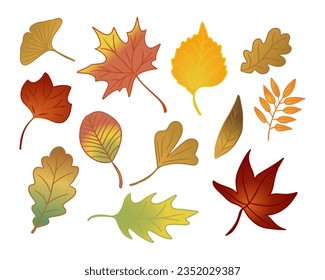 Set of flat hand drawn autumn leaves. Isolated vector colored outline elements on white background. Ginkgo, maple, ashberry, oaktree leaves. Ideal for stickers, tatoo, pattern, background, wrapping