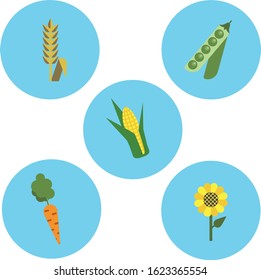 Set of flat icons of agriculture, peas, wheat, corn, carrot, sunflower on a blue round background