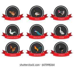 set of flat icons with a bird name in vector format