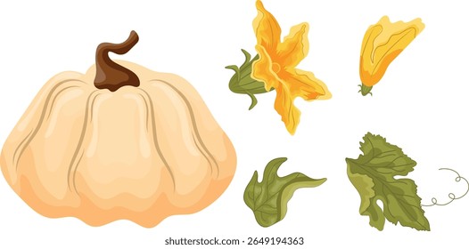 Conjunto de iconos planos con calabaza redonda blanca y flor amarilla y hojas verdes de debajo de las tapas, para la impresión de otoño, textil o embalaje