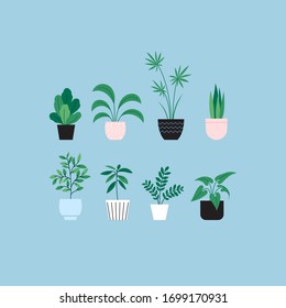 Set of flat illustrations of different houseplants