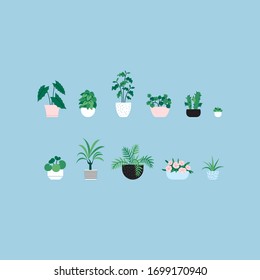 Set of flat illustrations of different houseplants