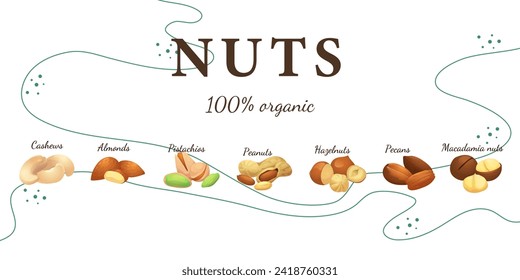 A set of flat illustrations of nuts: almonds, walnuts,cashews,pistachios,pecans,hazelnuts, brazil nuts, macadamia nuts,pine nuts, chestnuts peanuts and coconuts.