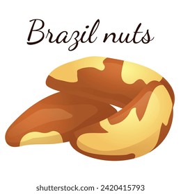 A set of flat illustrations of nuts: almonds, walnuts,cashews,pistachios,pecans,hazelnuts, brazil nuts, macadamia nuts,pine nuts, chestnuts peanuts and coconuts.