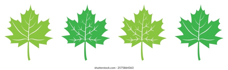 Set of flat maple leaf shape icons isolated. Maple leaf icon set in green color. Forest and wood signs symbol. Vector illustration. Flat design.