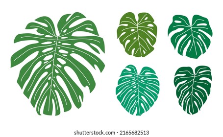 Set of flat monstera leaves.
