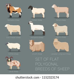 Set of flat polygonal breeds of sheep icons svg