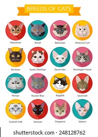 Set of flat popular breeds of cats icons. Vector illustration.