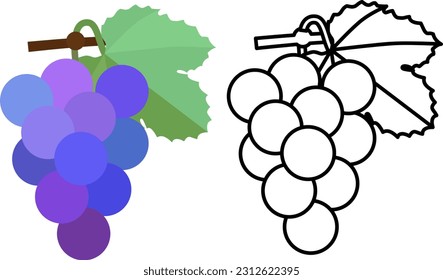 Set of flat style color illustration and line art of  grapes