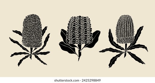 Set of flat vector banksia flowers. Australian native plants