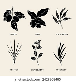 Set of flat vector essential oil and cosmetic plants. Lemon, shea, eucalyptus, vetiver, mint, rosemary	 svg