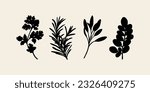 Set of flat vector herbs. Coriander, rosemary, sage, moringa