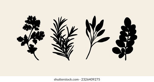 Set of flat vector herbs. Coriander, rosemary, sage, moringa