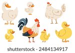 Set of flat vector illustrations on white background. Domestic birds with their children. Goose duck hen and rooster duckling chick chicken