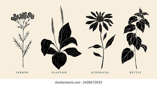 Set of flat vector yarrow, plantain, echinacea and nettle