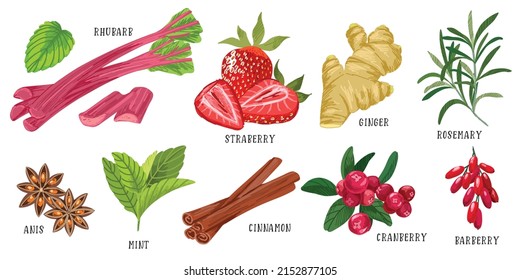 Set of flavors, rhubarb strawberry ginger rosemary anis mint cinnamon cranberry barberry, hand drawn vector illustration