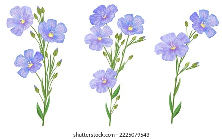 Conjunto de flores de lino, ilustraciones de vector dibujadas a mano.