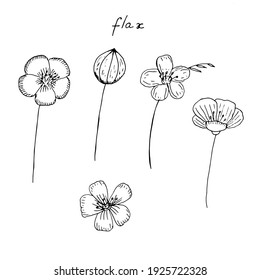Satz von Flachsblumen, Blumen, Vektorgrafik, Handzeichnung, Skizze