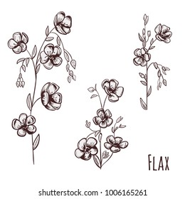 Set of flax (Linum): brown (sepia) monochrome contour of flowers, bud, stems, leaves on white background. Botanical illustration for design, hand draw in engraving vintage style, etching, vector