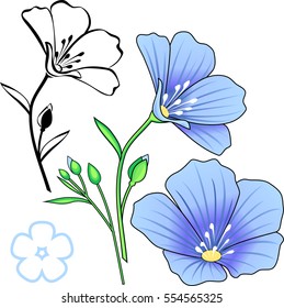 Set of flax. Vector isolated element on white background. Botanical blue  flowers.