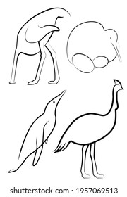 Set of flightless species vector outline illustrations.  Birds in various angles - ostrich hide a head in sand, nesting kiwi, swimming penguin, standing cassowary.