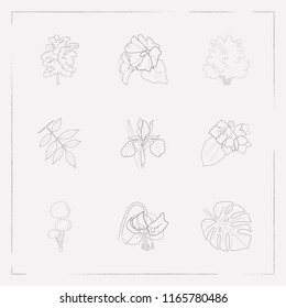 Set of flora icons line style symbols with tropical leaf, ash leaf, iris and other icons for your web mobile app logo design.