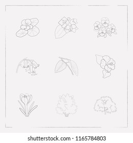 Set of flora icons line style symbols with jasmine, bluebell, walnut tree and other icons for your web mobile app logo design.