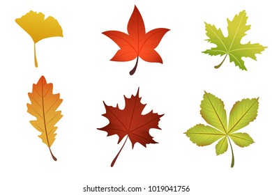 Set of flora leaf graphic vector