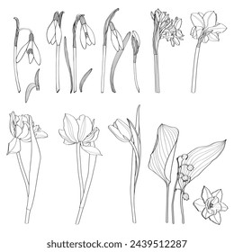Set of Floral Botany Collection. Tulip, daffodils, snowdrops spring flower drawings. Line art on white background. 