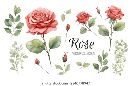 Set of floral branch. Flower pink rose, green leaves. Wedding concept with flowers. Floral poster, invite. Vector arrangements for greeting card or invitation design
