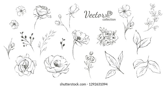 Set of floral branch. Flower rose,  leaves. Wedding concept. Collection flowers for invite. Vector arrangements for greeting card or invitation design