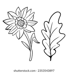 Set of floral branch. Flower rose, leaves. Wedding concept. Collection flowers for invite. Vector arrangements for greeting card or invitation design