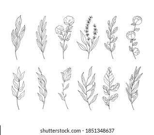 Set of floral branches and herbs. Rustic elements for wedding. Vector isolated spring flourish borders.