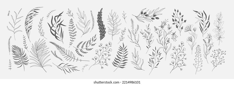 Set of floral branches and leaves. Botanical blooming. Vector ornamental herbs for logo or tattoo. Hand drawn line wedding herb, elegant wildflowers. Wedding design