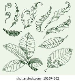 Set of floral design elements - coffee and fern leafs