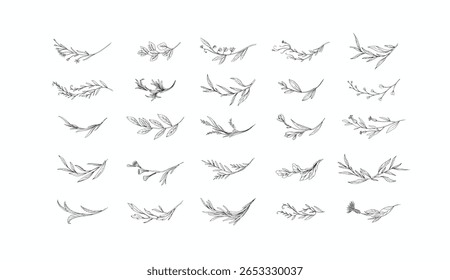 Set of floral design elements. Delicate botanical branch in arcs form with flowers and leaves, intricate hand drawn details. Botanical vector illustration for invitation