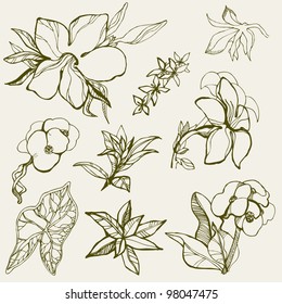 Set of floral design elements -  flowers
