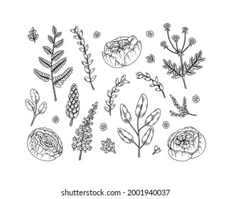 Set of floral design elements isolated on white background. Vector illustration in sketch style