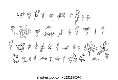 Set of floral design elements/ leaf, wild flower