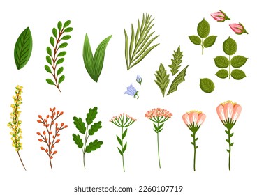 Conjunto de elementos de diseño floral. Hojas, flores, ramas, hierba y capullos. Ilustración vectorial botánica aislada en fondo blanco.