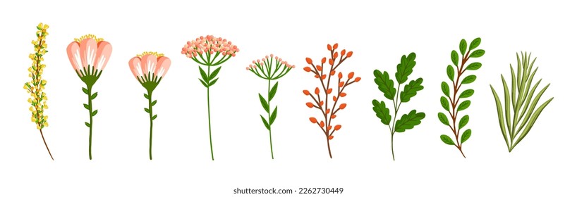 Set of floral design elements. Leaves, flowers, branches, grass. Botanical vector illustration isolated on white background.